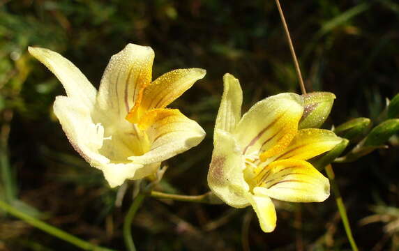 Image of Freesia refracta (Jacq.) Klatt