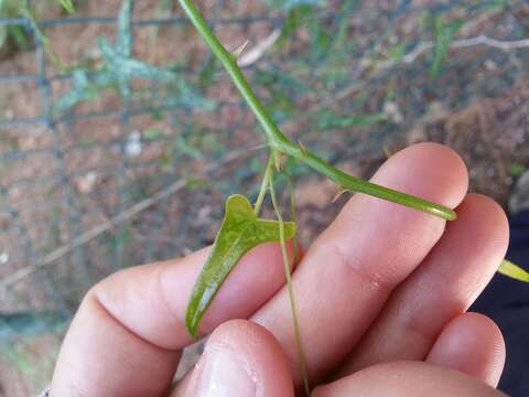 Image of Smilax aspera L.