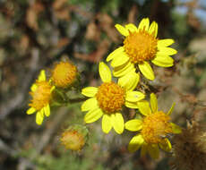 Plancia ëd Anisopappus schinzii (O. Hoffm.) Bengtson, M. Englund, Pruski & Anderb.