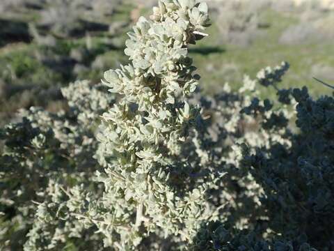 Image de Atriplex spinifera Macbride