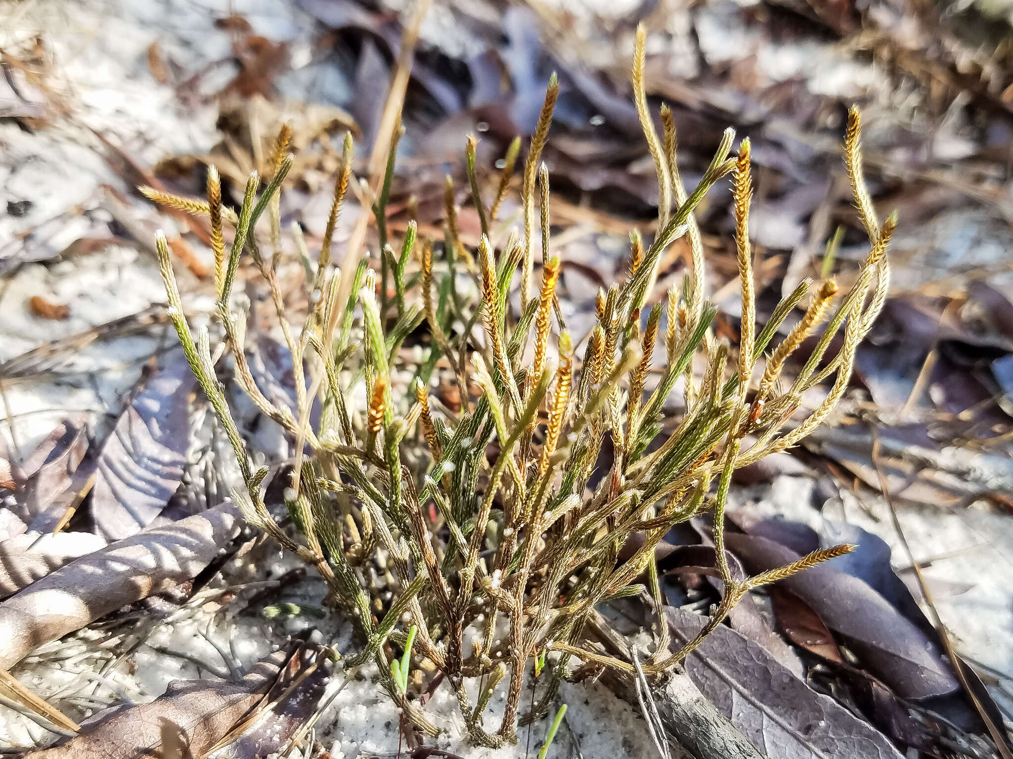 Image de Selaginella arenicola Underw.