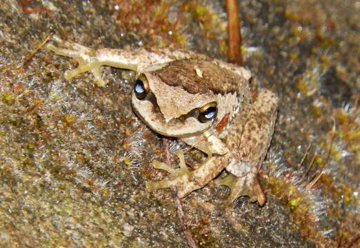 Image of Brown Tree Frog