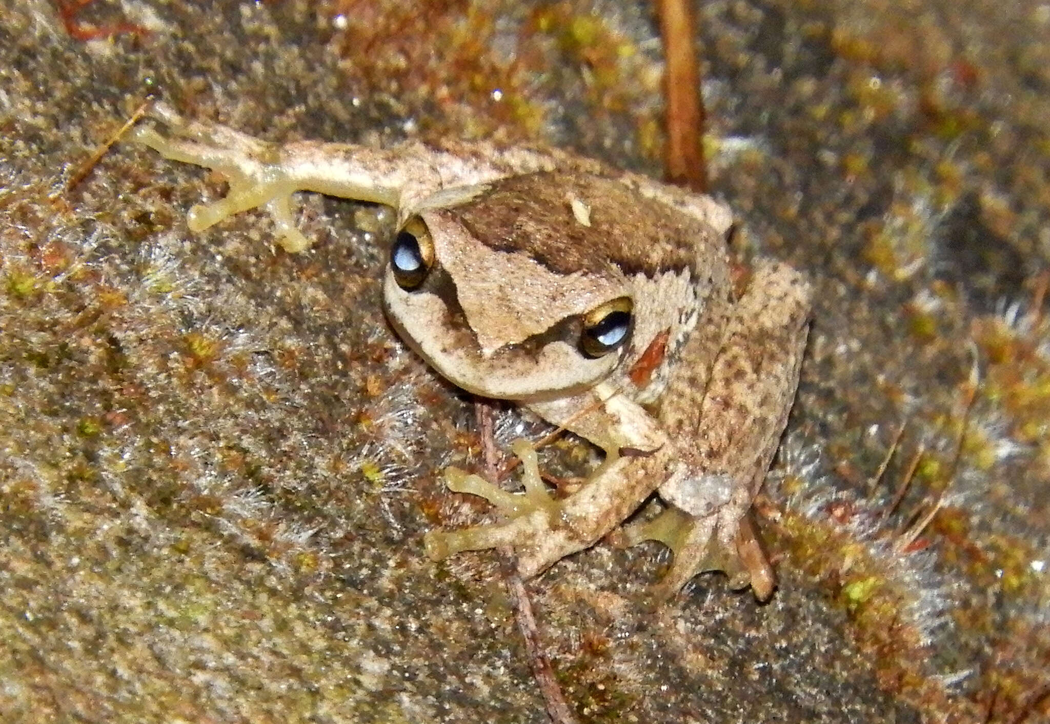 Imagem de Litoria ewingii (Duméril & Bibron 1841)