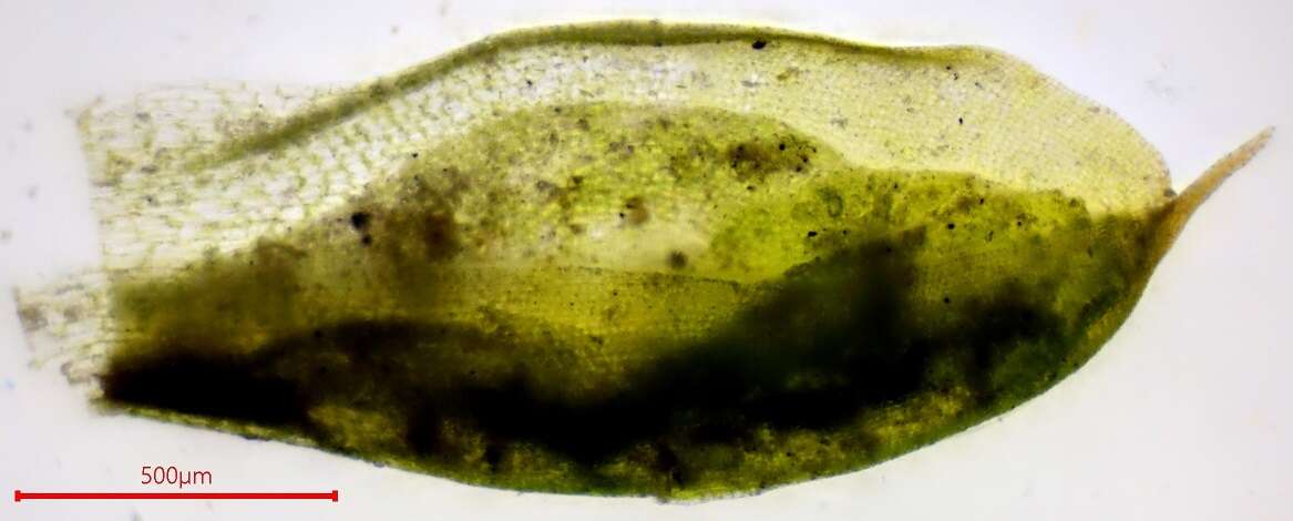 Image of ovate pterygoneurum moss