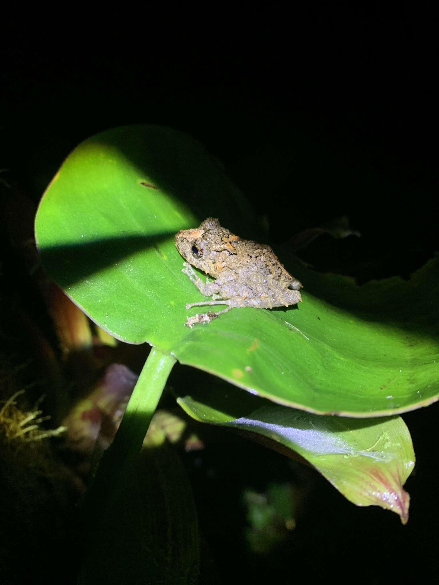 Image of Pristimantis labiosus (Lynch, Ruiz-Carranza & Ardila-Robayo 1994)