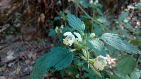 Image of Downy Hemp-nettle