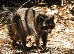 Image of Florida Raccoon