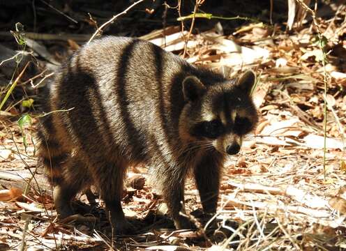 Image of Procyon lotor elucus Bangs 1898