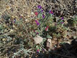 Image of Echium rauwolfii Del.