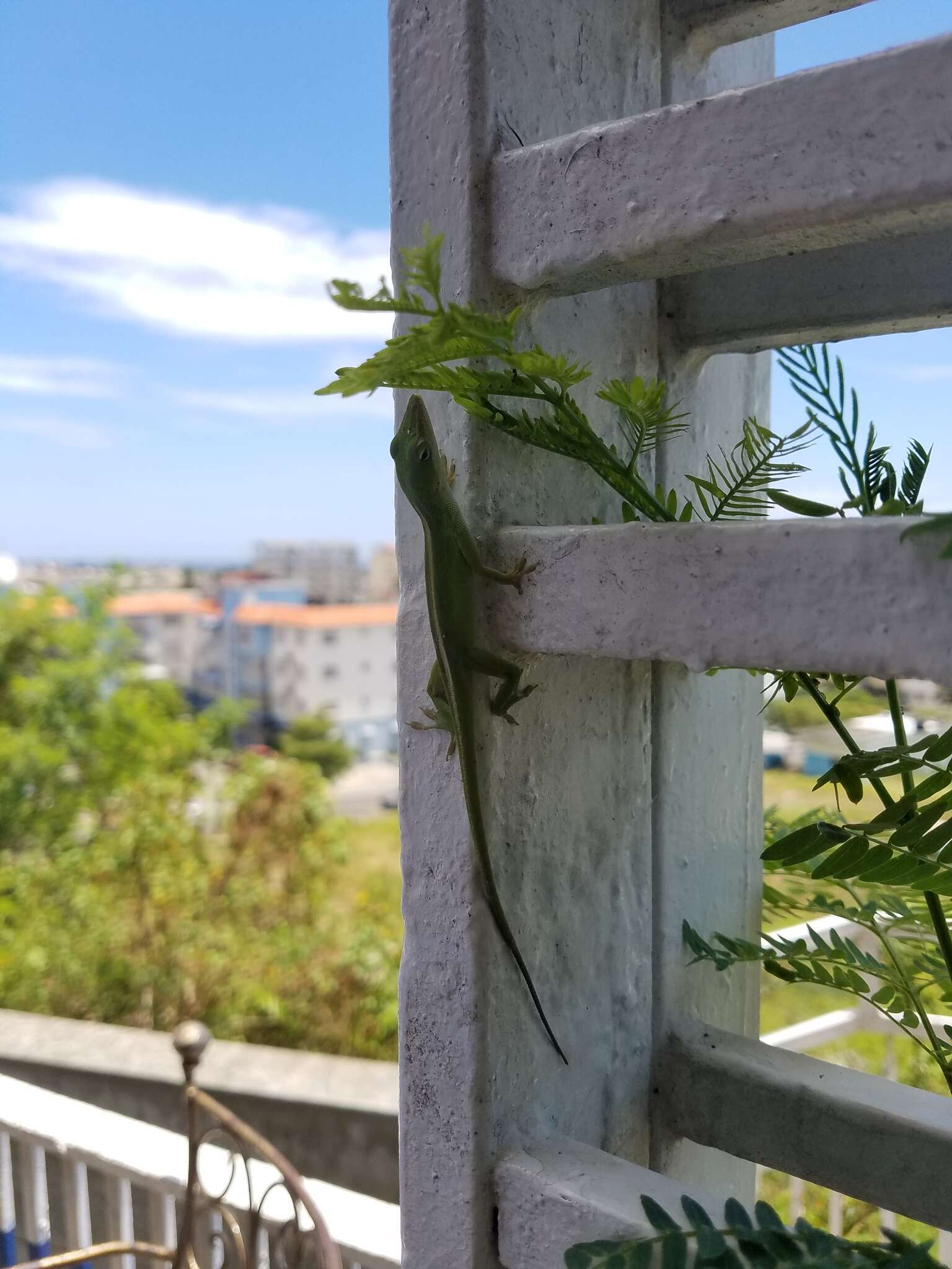 Image of Cuban green anole