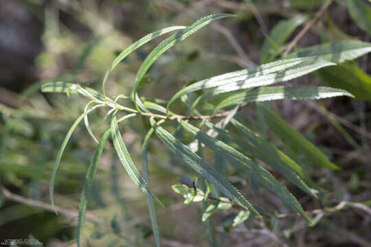 Image de Buddleja angusticarpa