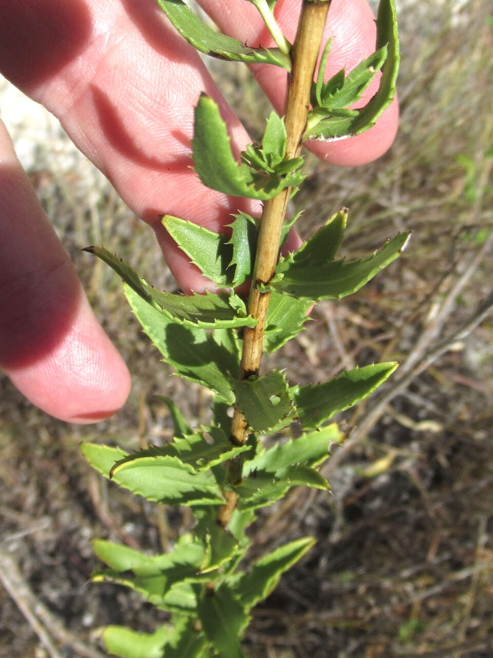 Image of narrowleaf gumweed