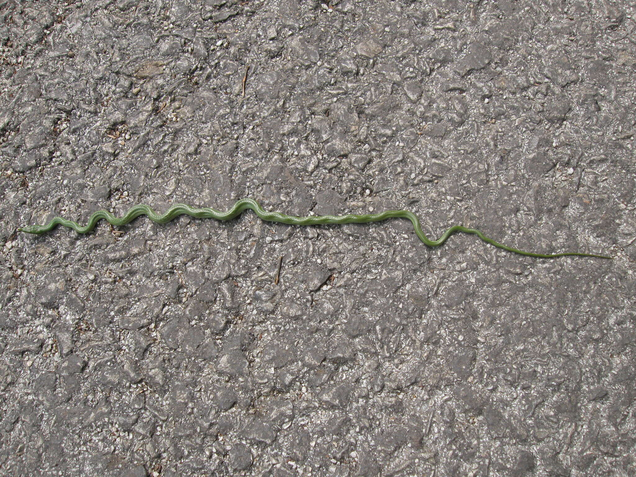 Image of Rhino Rat Snake