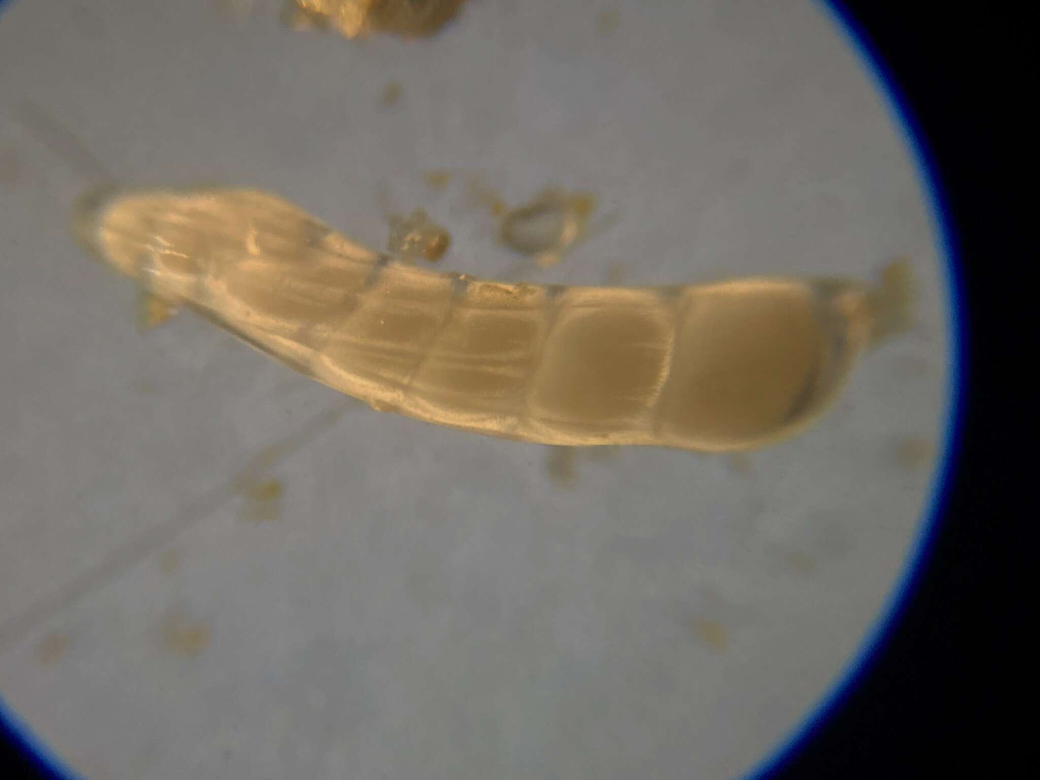 Слика од Marginulinopsis bradyi (Goës 1894)