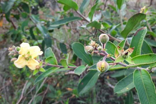 Image of Ludwigia tomentosa (Cambess.) Hara