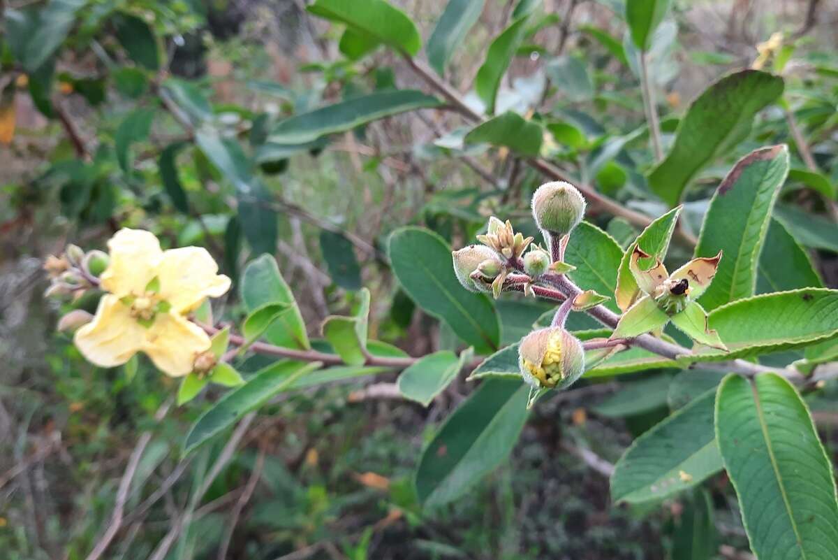 صورة Ludwigia tomentosa (Cambess.) Hara