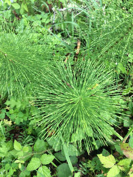 Image of giant horsetail