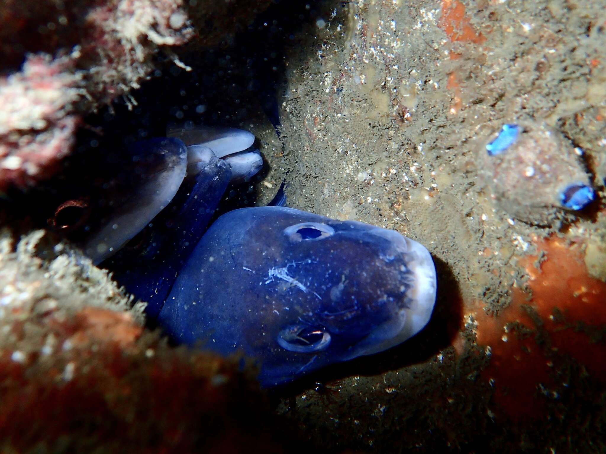 Image of Cape conger