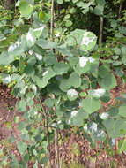 Image of Common Aspen Leaf Miner