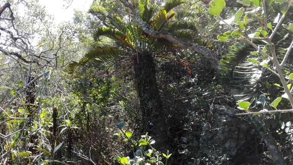 Image of Suurberg Cycad