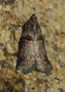 Image of Hickory Shoot Borer Moth