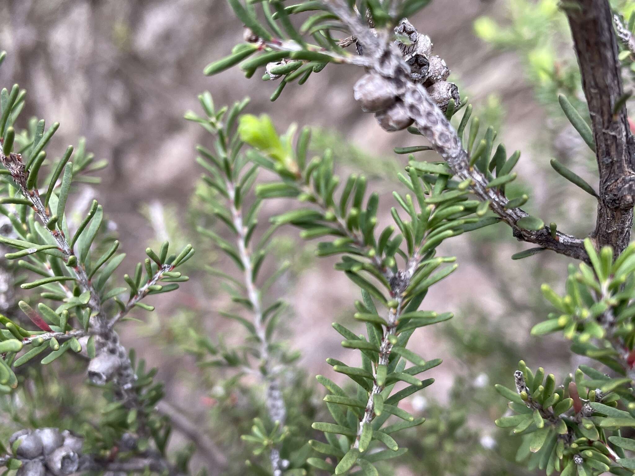 Image of Melaleuca pustulata Hook. fil.