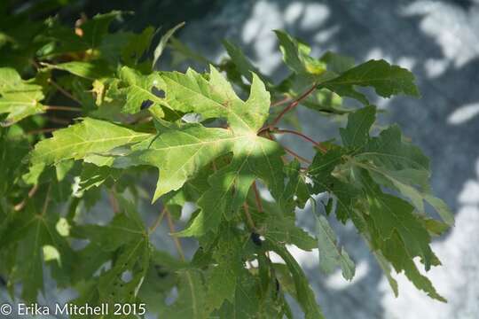 Imagem de Acer saccharinum L.