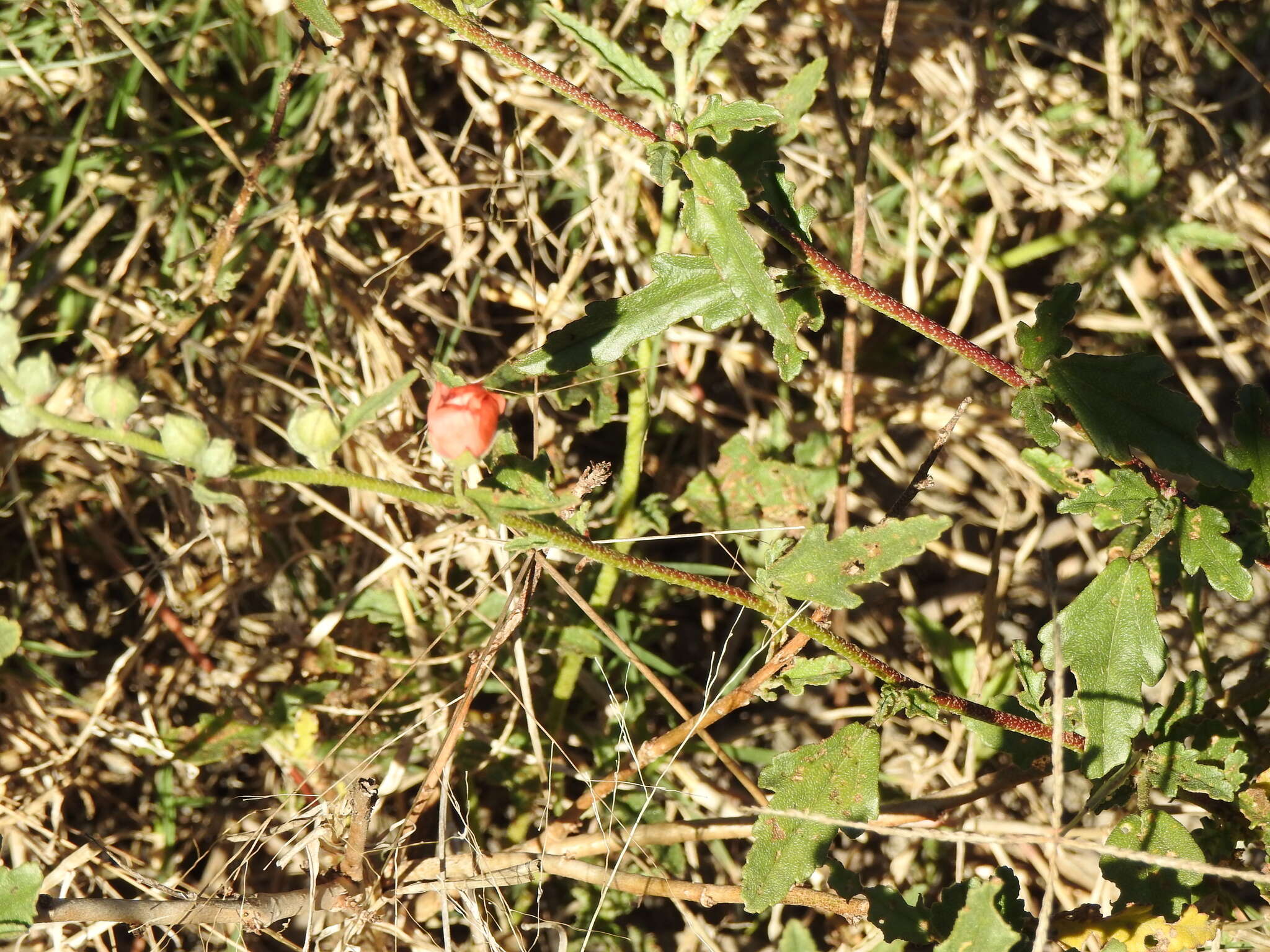 Imagem de Sphaeralcea chenopodifolia A. P. Rodrigo