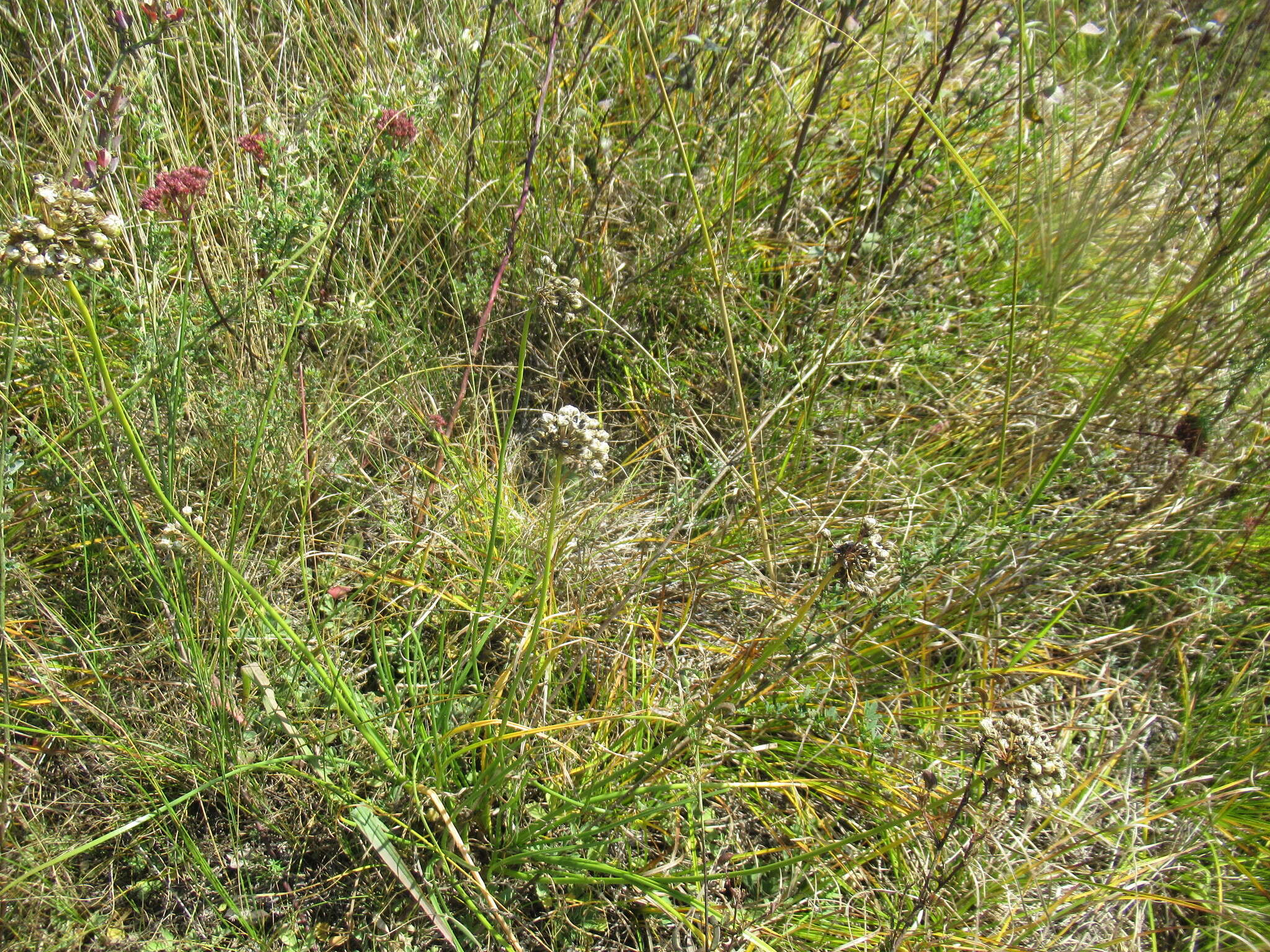 Image of Allium stellerianum Willd.