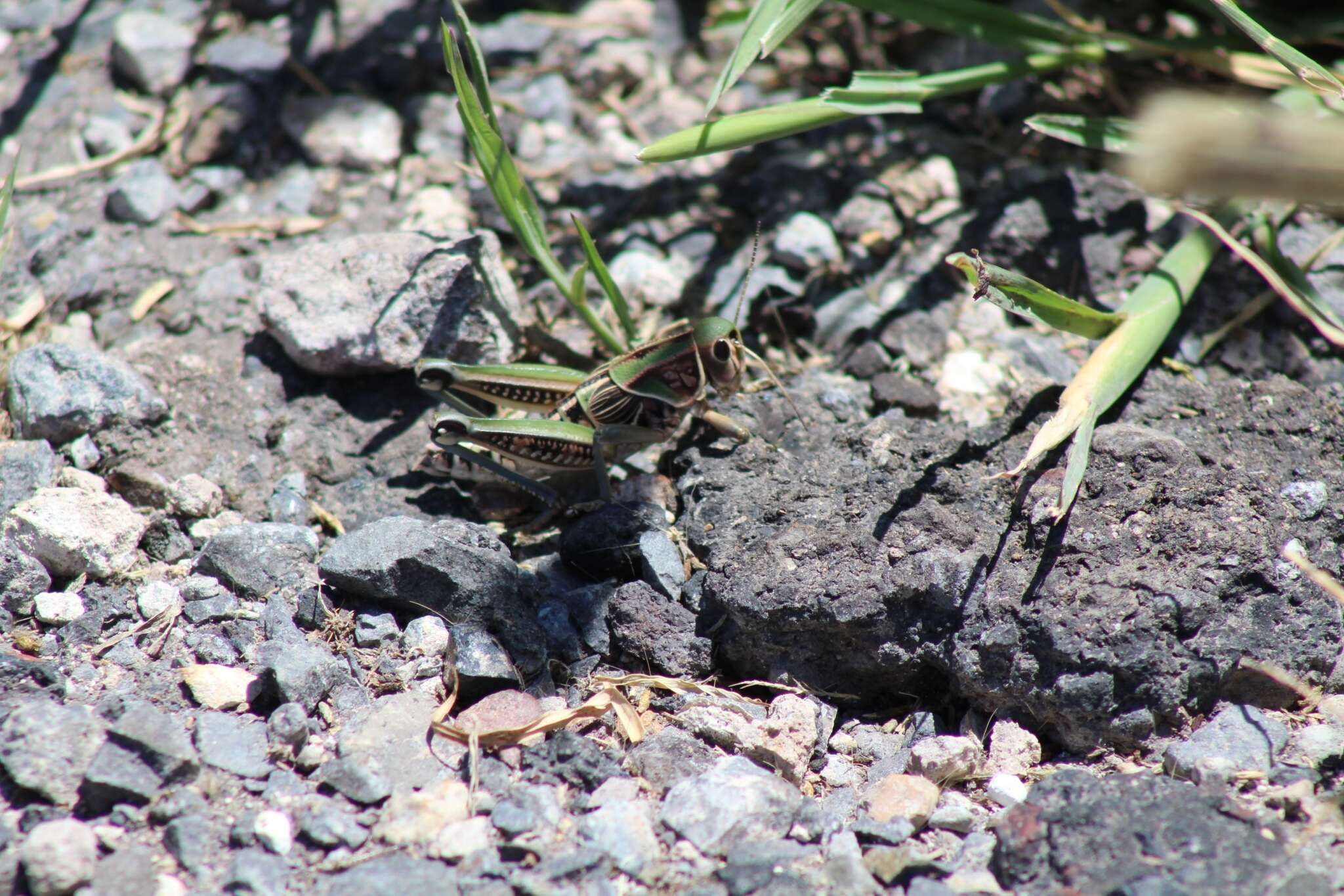 Plancia ëd Brachystola mexicana Bruner & L. 1904