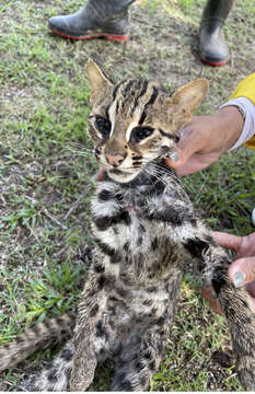 Image of Asian spotted cats