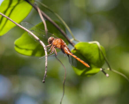 Image of Erythemis mithroides (Brauer 1900)