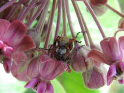 Image of Rose Chafer