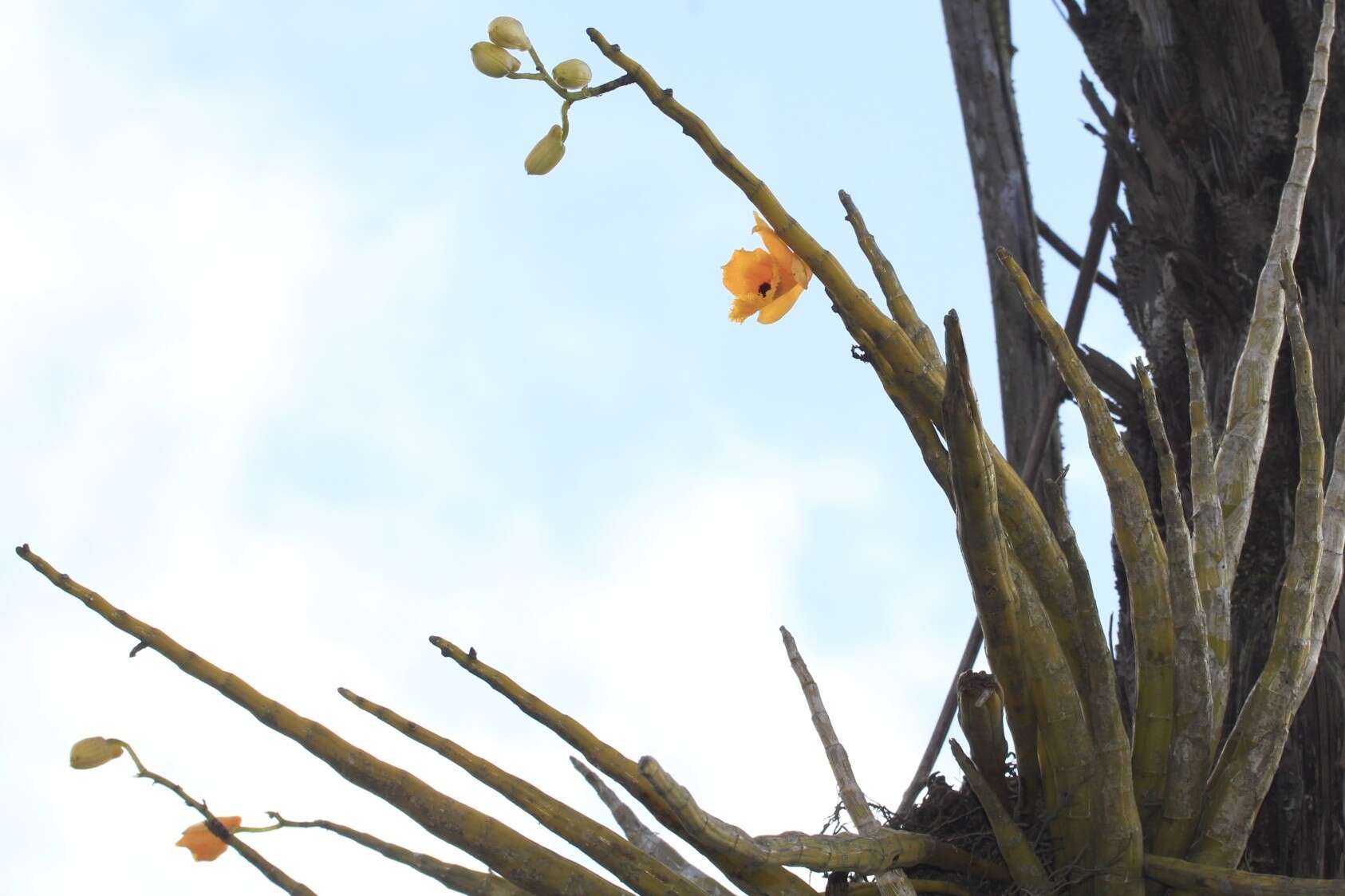 Plancia ëd Dendrobium fimbriatum Hook.