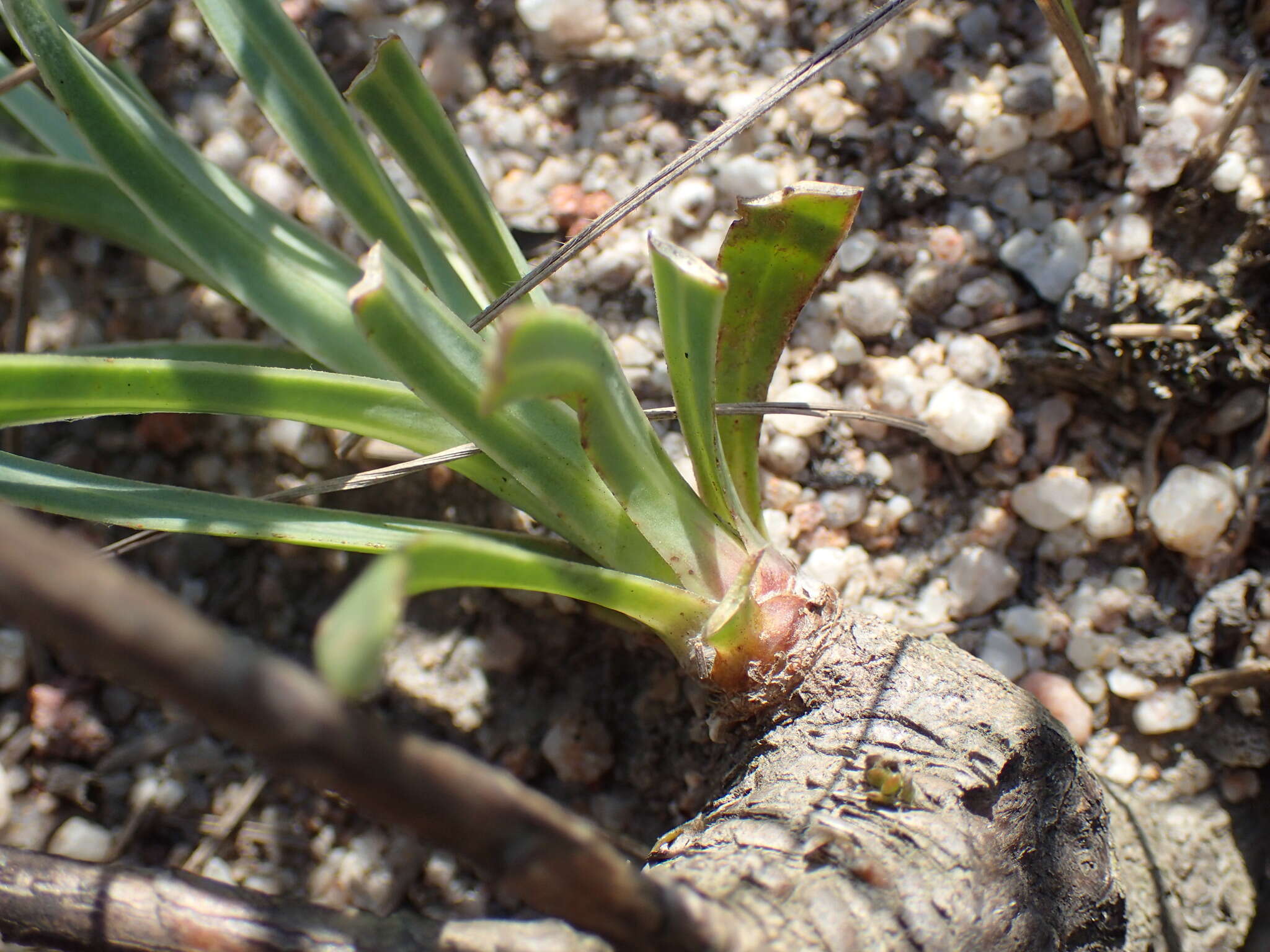 Image de Osteospermum imbricatum L.