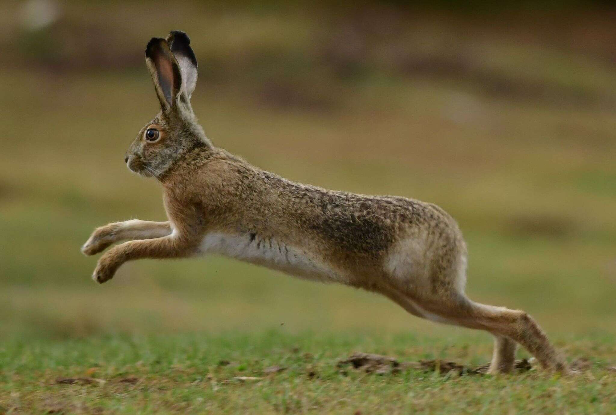 Image of Broom Hare