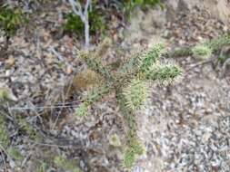 Image of Cylindropuntia alcahes (F. A. C. Weber) F. M. Knuth