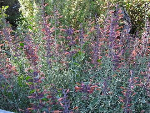 Image of threadleaf giant hyssop