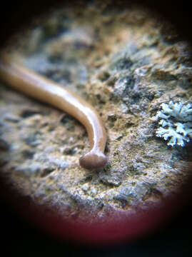 Image of Land planarian