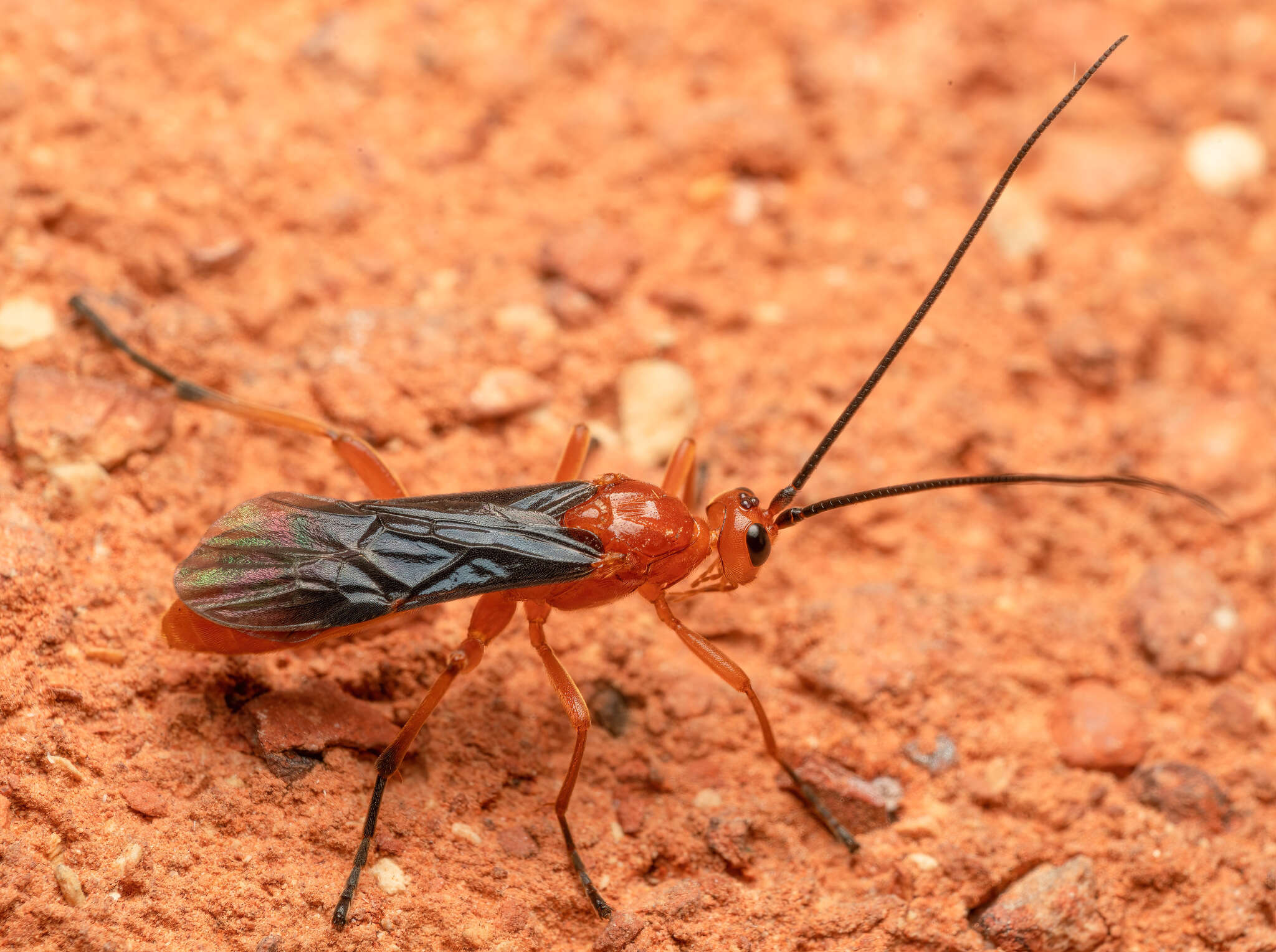 Image of Aleiodes politiceps (Gahan 1917)