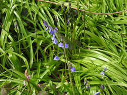 Image of hyacinthoides