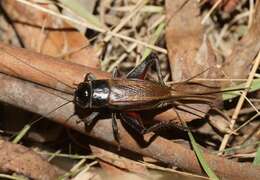 Image de Teleogryllus (Teleogryllus) commodus (Walker & F. 1869)