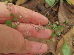 Image of Arkansas meadow-rue