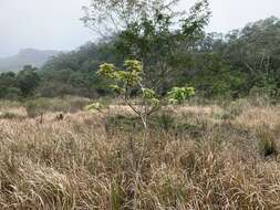 Image of Sinoadina racemosa (Siebold & Zucc.) Ridsdale