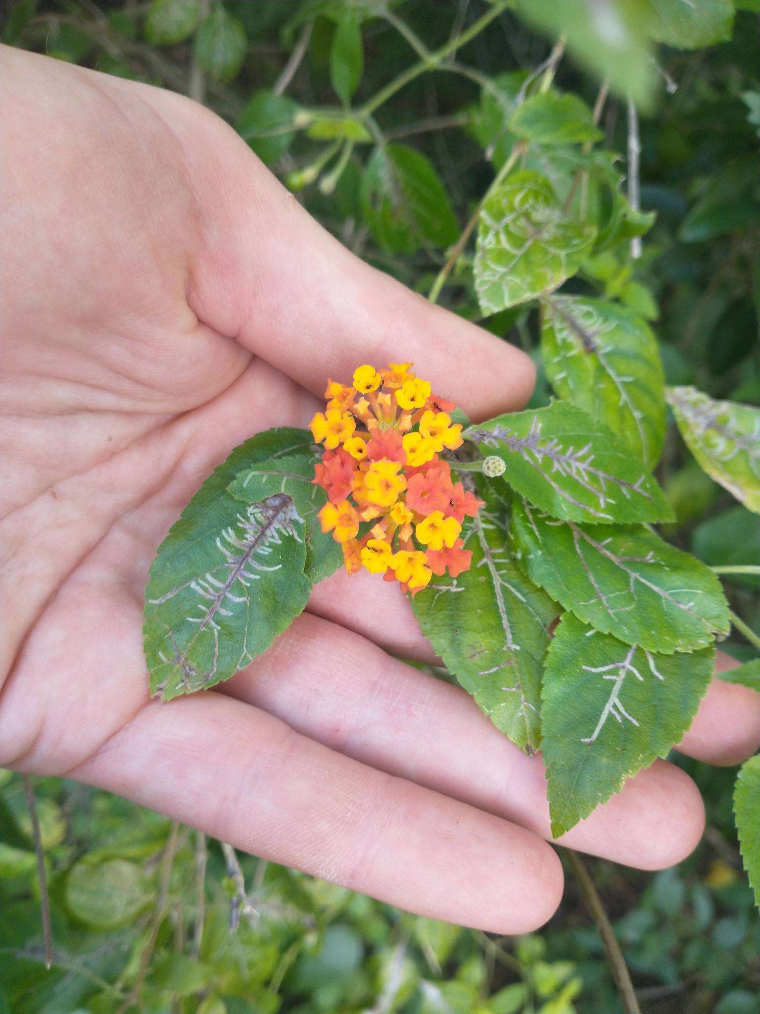 Plancia ëd Lantana bahamensis Britton