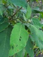 Image of Lowveld veronia