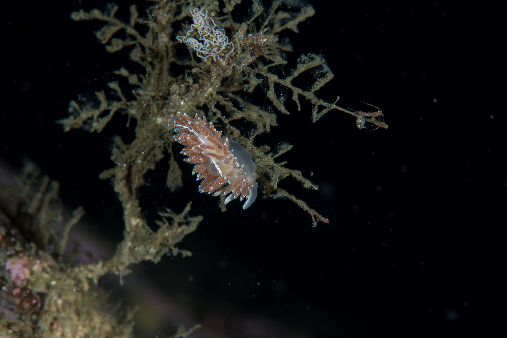 Coryphella orjani (Korshunova, Martynov, Bakken, Evertsen, Fletcher, Mudianta, Saito, Lundin, Schrödl & Picton 2017) resmi