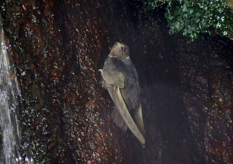 Image of White-collared Swift