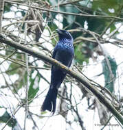 Image of Lesser Racket-tailed Drongo