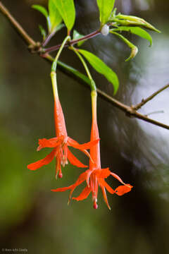 Image of Fuchsia venusta Kunth